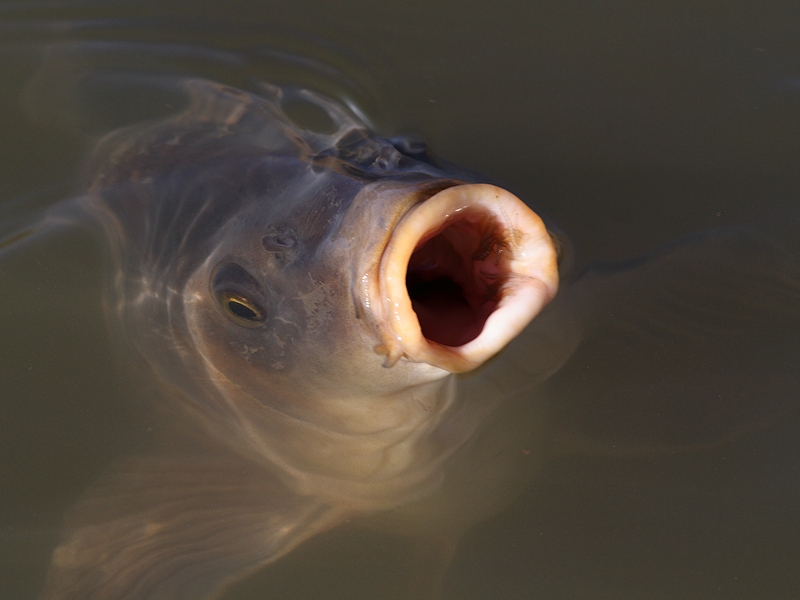Fishes