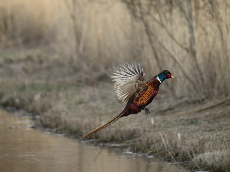 Vogels