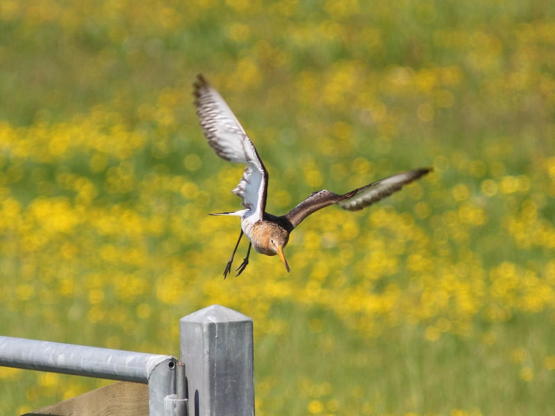 Vogels