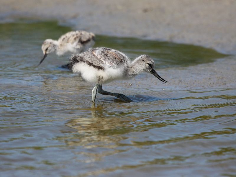 Vogels