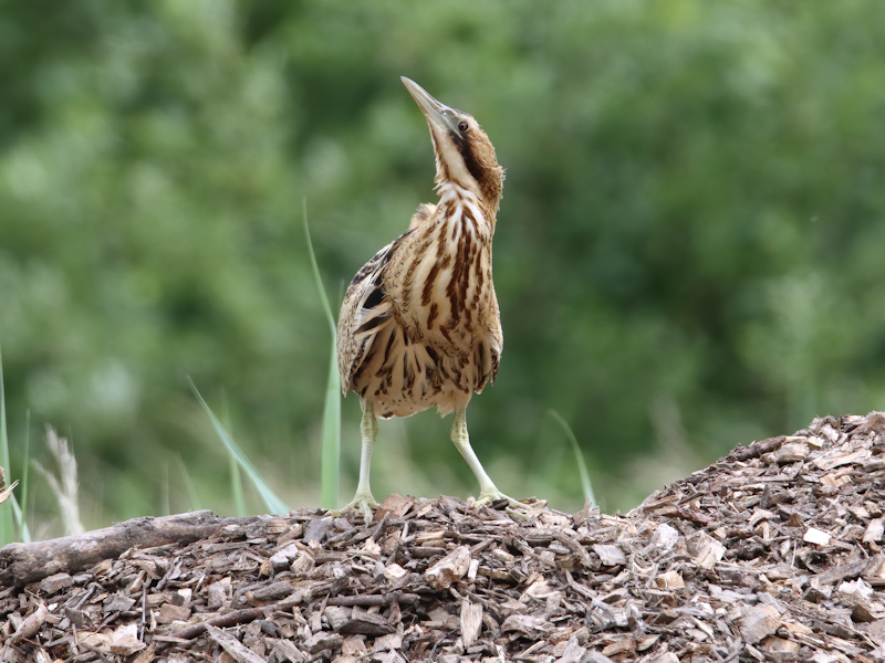 Vogels