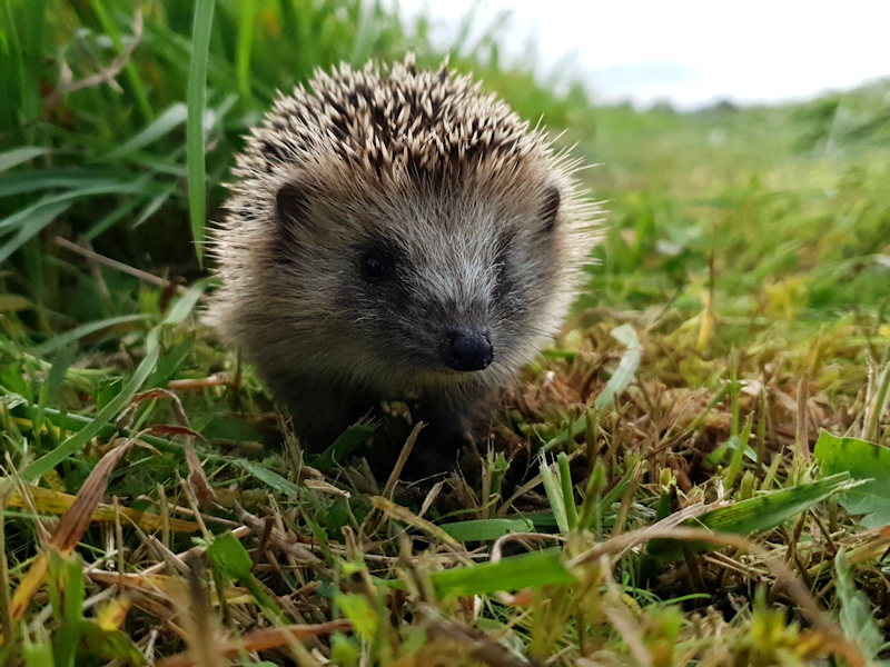 Zoogdieren