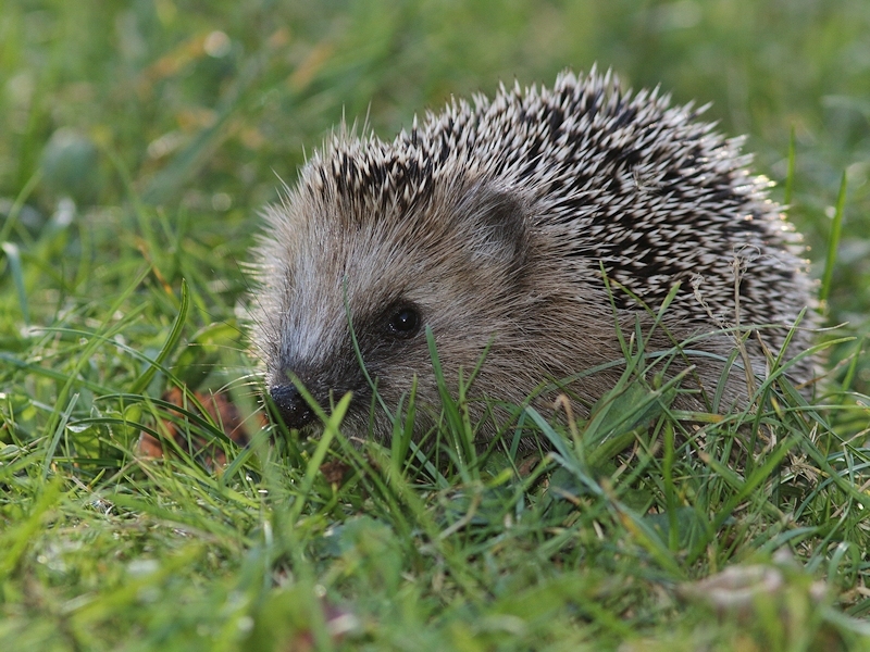 Zoogdieren